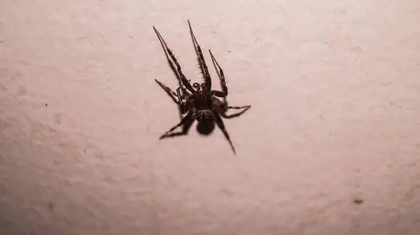 Bir kurt örümceğinin fotoğrafı. Las Pinas, NCR, Filipinler 'den alındı..