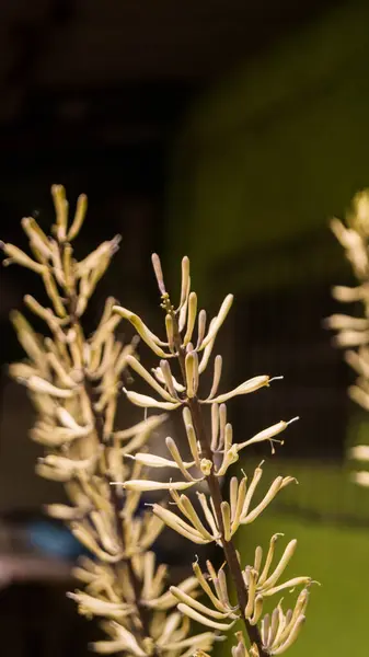 Dracaena bitkilerinin bir fotoğrafı. Las Pinas, NCR, Filipinler 'den alındı..