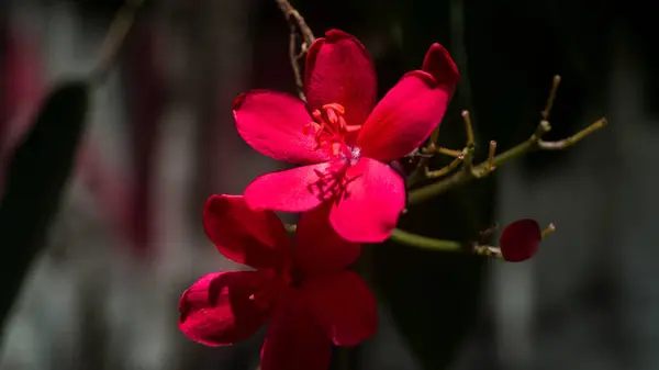 Peregrina çiçeklerinin bir fotoğrafı..