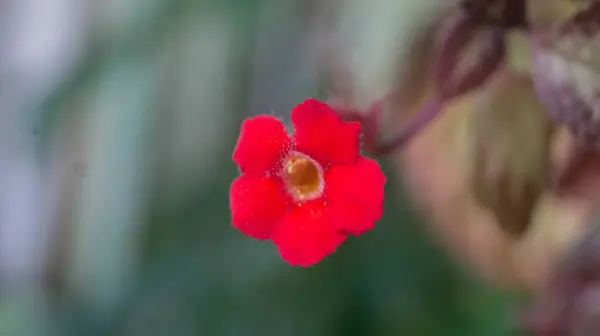 Episcia Cupreata çiçeğinin fotoğrafı..