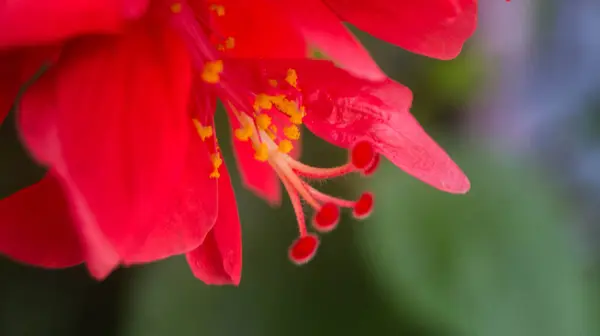 Kırmızı bir amber çiçeğinin yakın plan çekimi. Las Pinas, NCR, Filipinler 'den alındı..