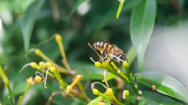 Afrikalı arıların fotoğrafı. Las Pinas, NCR, Filipinler 'den alındı..
