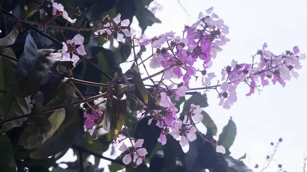Hindistan 'ın Gurur Çiçekleri' nin bir fotoğrafı. Las Pinas, NCR, Filipinler 'den alındı..