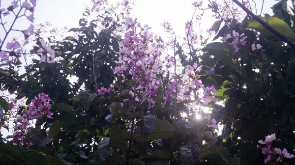 Hindistan 'ın Gurur Çiçekleri' nin bir fotoğrafı. Las Pinas, NCR, Filipinler 'den alındı..