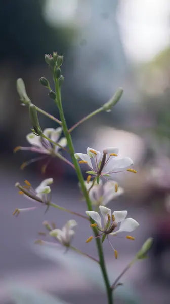 Cleome Gynandra 'nın çiçeklerinin fotoğrafı. Las Pinas, NCR, Filipinler 'den alındı..
