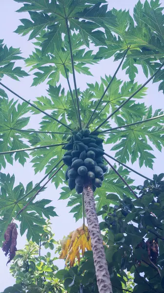 Meyveli bir papaya ağacının fotoğrafı. Las Pinas, NCR, Filipinler 'den alındı..