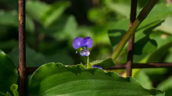 Gün Çiçekleri 'nin bir fotoğrafı. Las Pinas, NCR, Filipinler 'den alındı..
