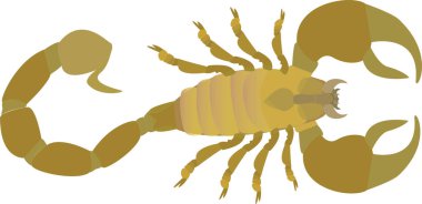 Beyaz arka planı olan bir akrebin vektör sanatı.