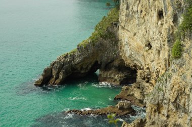 Cabezn de la Sal, Cantabria, İspanya 'daki Sekoya ormanlarında dev sekoya ağaçları görkemli bir şekilde yükselir..