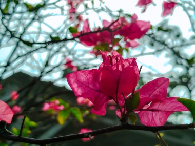 Güneş ışığında açan parlak pembe begonvillerin yakın çekimi.