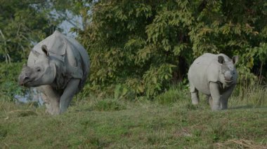 Hindistan, Assam 'daki Kaziranga Ulusal Parkı' nın yemyeşil otlaklarıyla beslenen ünlü Büyük Boynuzlu Gergedan (gergedan unicornis) ender ve büyüleyici bir manzara. Bu güçlü vahşi yaşam görüntüsü Assam 'ın korunmasını vurguluyor..