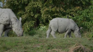 Hindistan 'ın Assam kentindeki Kaziranga Ulusal Parkı' nda otlayan tek boynuzlu gergedan (gergedan) yavrusu. Bu nadir ve savunmasız tür, bölgedeki vahşi yaşamı koruma ve biyolojik çeşitliliğin bir simgesidir..
