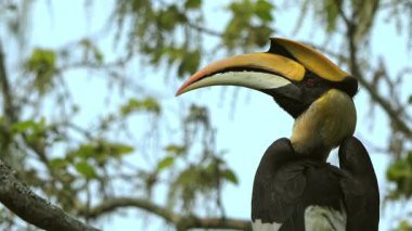 Hindistan, Assam 'daki Kaziranga Ulusal Parkı' ndaki bir ağaç dalında dinlenen Büyük Hint Boynuzu (Buceros bicornis) çekimi. Bu egzotik yağmur ormanı kuşu vahşi yaşamı koruma ve Hint biyolojik çeşitliliğinin bir simgesidir..