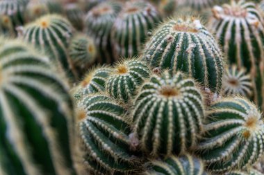 Pachypodium lamerei 'nin detaylı bir yakın çekimi, ayrıca Paodia magnifecia ya da Bal Cactus olarak da bilinir, dikenli gövdesi ve minimum yeşilliği olan çarpıcı bir sulu. Madagaskar 'a özgü bu egzotik çöl bitkisi, dayanıklılığı ve benzersiz şekliyle takdir edilir..