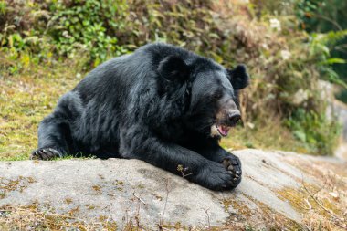 Darjeeling Hayvanat Bahçesi 'nin içinde resmi adıyla Padmaja Naidu Himalaya Zooloji Parkı, Batı Bengal, Hindistan' da bulunan bir Tembel Ayı (Melursus ursinus). Uzun burnu ve güçlü pençeleriyle tanınan Tembel Ayı Hindistan 'ın altkıtasına özgüdür.