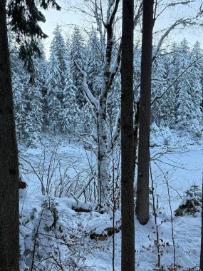 Kar ve ağaçların arasındaki kış ormanı