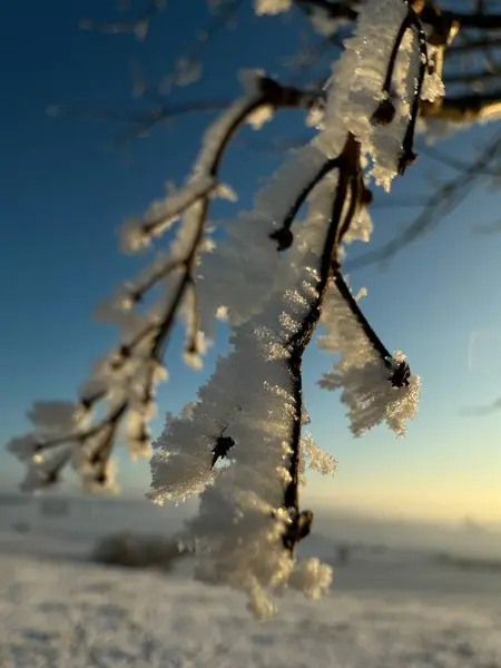 Parlak güneş ışığında parıldayan narin buz kristalleriyle donuk bir ağaç dalının yakın görüntüsü. Arkasındaki kış manzarası huzur verici manzarayı daha da güzelleştiriyor.