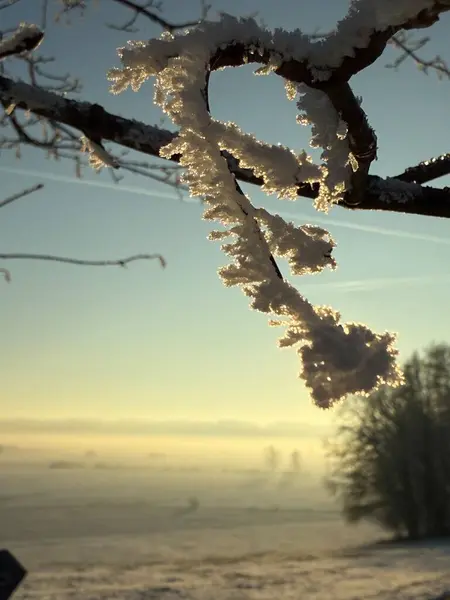  Kış manzarasında sabah ışığında parıldayan narin buz kristalleriyle donuk bir ağaç dalı. Güneşin yumuşak parıltısı, soğuk ve karlı çevreyle güzel bir tezat oluşturuyor..
