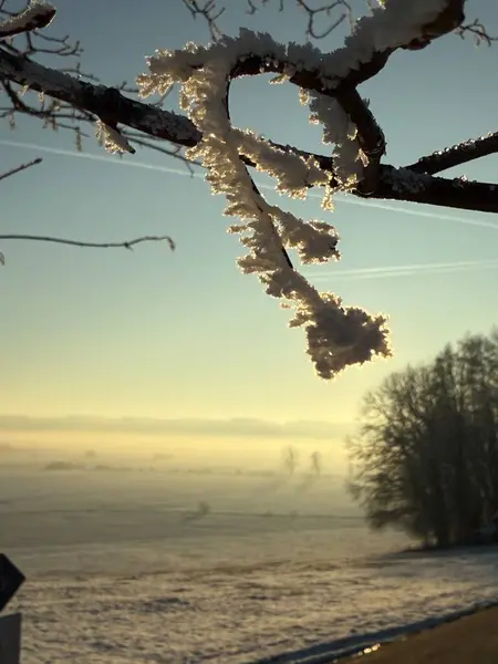 Soğuk bir kış sabahının arka planına karşı buzla kaplı dalların yakın plan çekimi. Güneş ışığı narin buz kristallerini aydınlatıyor ve çarpıcı bir kış manzarası yaratıyor..