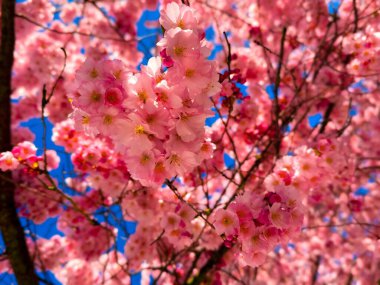 Güzel bahar kiraz çiçekleri canlı mavi bir gökyüzüne karşı çiçek açar, narin pembe çiçekleri ağaç dallarında yakalar..