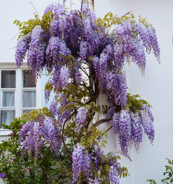 Güzel bir salkımcık ağacı, beyaz bir eve karşı çağlayan mor çiçeklerle doludur. Parlak yeşil yapraklarla çarpıcı bir kontrastlık yaratır. Baharın özünü somutlaştırır..