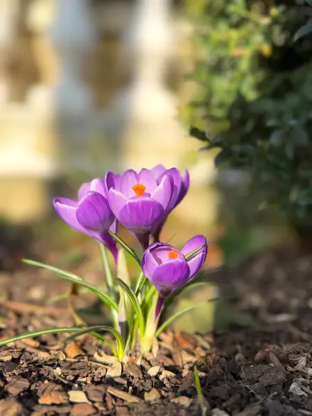 İlkbaharda açan mor kır çiçeklerinin yakın plan çekimi, merkezinde bir tutam portakal ile zıt düşen canlı yaprakları, yeşil yapraklar ve güneş ışığının bulanık arkaplanına karşı kuruludur..