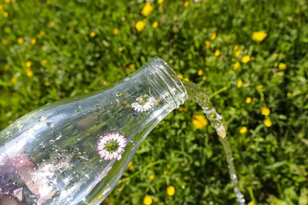 Güneşli bir günde yeşil ve sarı çiçeklerle dolu bir arka planda serinletici ve doğal bir manzara yaratan taze papatyaların üzerine cam bir şişeden su dökülüyor..