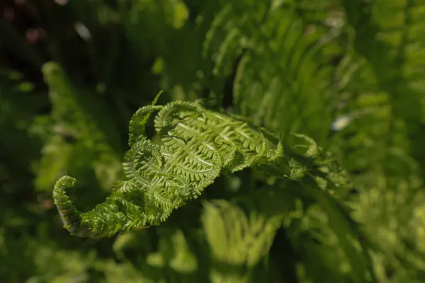 Çiyli eğreltiotu yaprağı