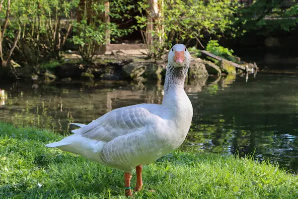 Huzurlu bir kaz gölette geziniyor, tüyleri hafifçe rüzgarla dalgalanıyor, suyun yanında huzurlu bir anın tadını çıkarıyor. Çevredeki doğa sakin ve sakin manzarayı daha da güçlendiriyor..