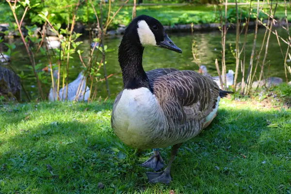 Parktaki bahçede beyaz, gri bir kaz.