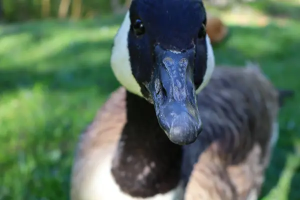 Parktaki ördeğin yakın plan fotoğrafı.