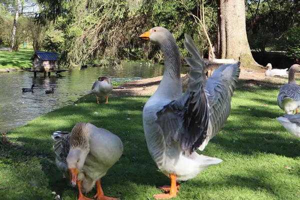 Görkemli bir kaz, huzurlu göletin kenarında kanatlarını çırparak tüylerini uzatırken doğanın güzelliğini yakalar. Huzurlu parktaki yemyeşil çimenlere ve sakin suya yaslanır..