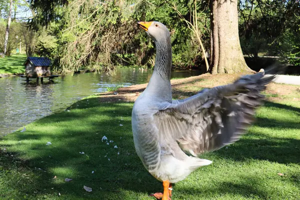 Görkemli bir kaz, huzurlu göletin kenarında kanatlarını çırparak tüylerini uzatırken doğanın güzelliğini yakalar. Huzurlu parktaki yemyeşil çimenlere ve sakin suya yaslanır..