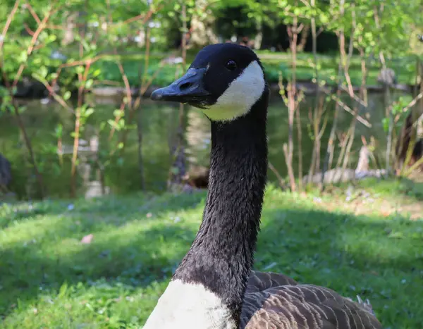 Güneşli bir günde parkta bir kaz. yüksek kaliteli fotoğraf