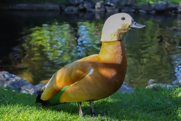Ruddy Shelduck olarak bilinen zarif turuncu ve yeşil ördek, suların kenarındaki yemyeşil çimlerin üzerinde duruyor. Huzurlu gölet ve doğal çevrenin canlı bir arka planı var..