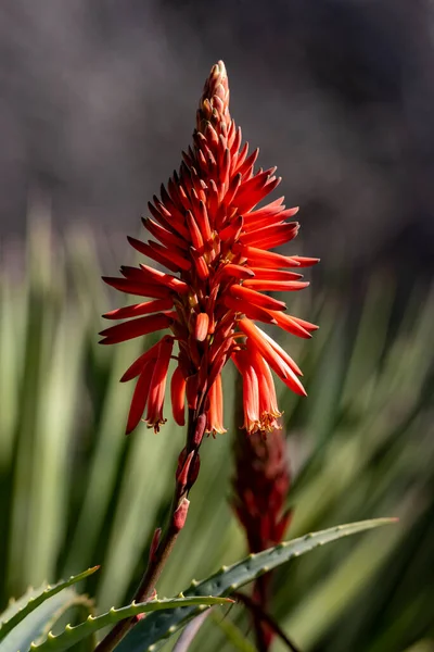 Planta Aloe Vera Con Una Flor Roja Pequeña Profundidad Campo —  Fotos de Stock
