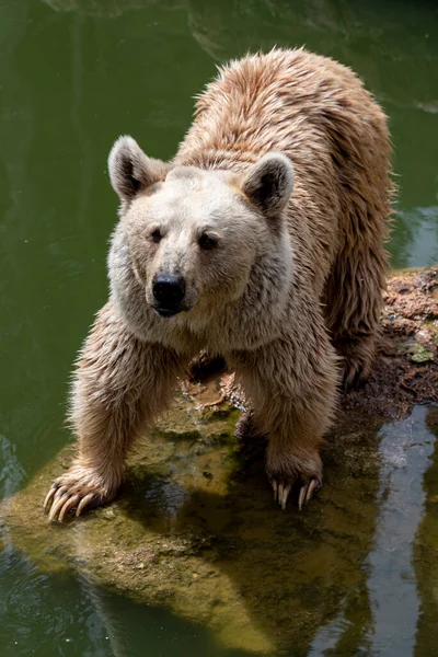 Syrian Brown Bear Walking Stones Summer Day Zoo Brown Bear — Stock Photo, Image