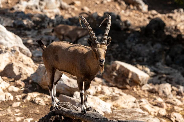 Israel Negev Outskirts Kibbutz Sde Boker Nubian Ibex Capra Ibex — Stock Photo, Image