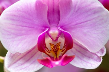 Noel ve yeni yıl için kış ya da bahar günü bahçede orkide çiçeği. Tayland orkideleri. Phalaenopsis orkidesi. orkideler güzel çiçekler