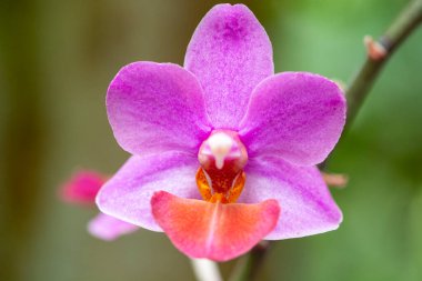 Noel ve yeni yıl için kış ya da bahar günü bahçede orkide çiçeği. Tayland orkideleri. Phalaenopsis orkidesi. orkideler güzel çiçekler