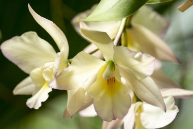 Noel ve yeni yıl için kış ya da bahar günü bahçede orkide çiçeği. Tayland orkideleri. Phalaenopsis orkidesi. orkideler güzel çiçekler