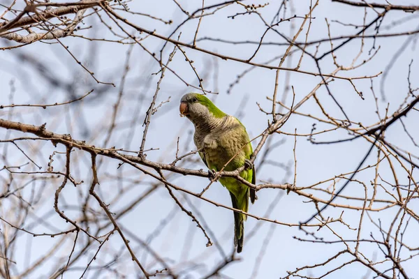 Napközben Egy Zöld Papagáj Prédikált Fán Zöld Papagáj Fán Jerusalim — Stock Fotó