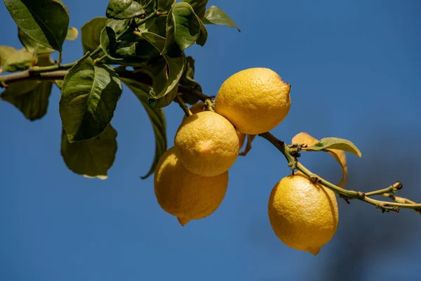 Quattro Lime Fresche Sullo Sfondo Del Ramo Quattro Limoni Ramo — Foto Stock