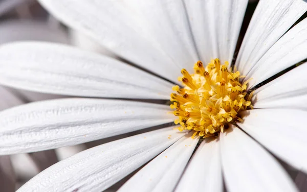Close Cosmos Brancos Com Centro Amarelo Plena Floração Cosmos Brancos — Fotografia de Stock