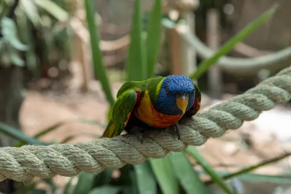 Papagaio Brilhante Bonito Sentado Uma Corda Contra Fundo Uma Parede — Fotografia de Stock