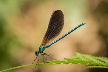 Yusufçuk yeşil eğrelti otuna tünemiş ve arka planı bulanıktı.