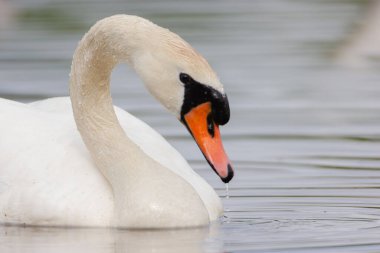 Fransa 'da bir gölette sessiz bir kuğunun zarif portresi.