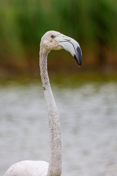 Вертикальный портрет большего фламинго, сделанный в Камарге, Франция