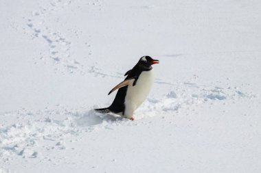 Gentoo pengueni (Pygoscelis cinsi) karda yürüyor. Yüzgeçler açılır. Arka planda Penguen izleri. 