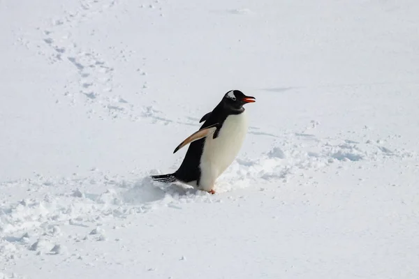 Gentoo Tučňák Rod Pygoscelis Kráčí Sněhu Roztažené Ploutve Stopy Tučňáků — Stock fotografie